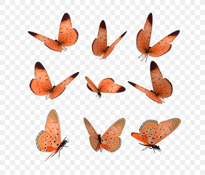 Brush-footed Butterflies Soy Luna Stock Illustration Stock Photography, PNG, 700x700px, Brushfooted Butterflies, Arthropod, Brush Footed Butterfly, Butterfly, Fauna Download Free