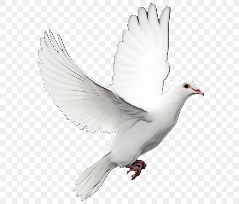 Dove Bird, PNG, 602x700px, Pigeons And Doves, Beak, Bird, Feather, Holy Spirit Download Free