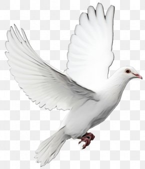 Stock Dove Tail - Dove Bird PNG