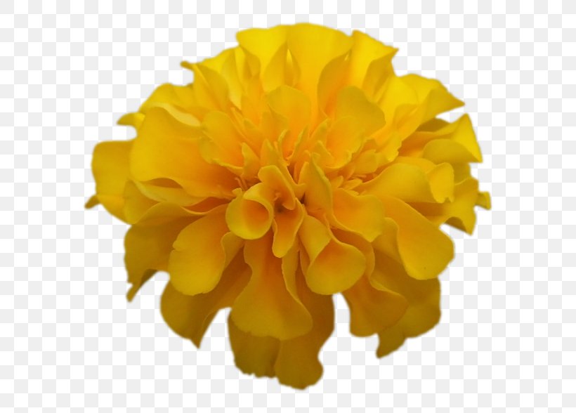 Petal Cut Flowers, PNG, 588x588px, Petal, Calendula, Cut Flowers, Flower, Orange Download Free
