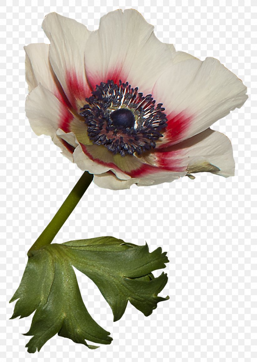 Anemone Cut Flowers Plant Stem Petal, PNG, 909x1279px, Watercolor, Cartoon, Flower, Frame, Heart Download Free