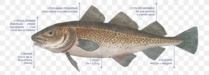 Atlantic Cod Fish Brandade Clam, PNG, 1457x527px, Cod, Animal Figure, Atlantic Cod, Bony Fish, Brandade Download Free