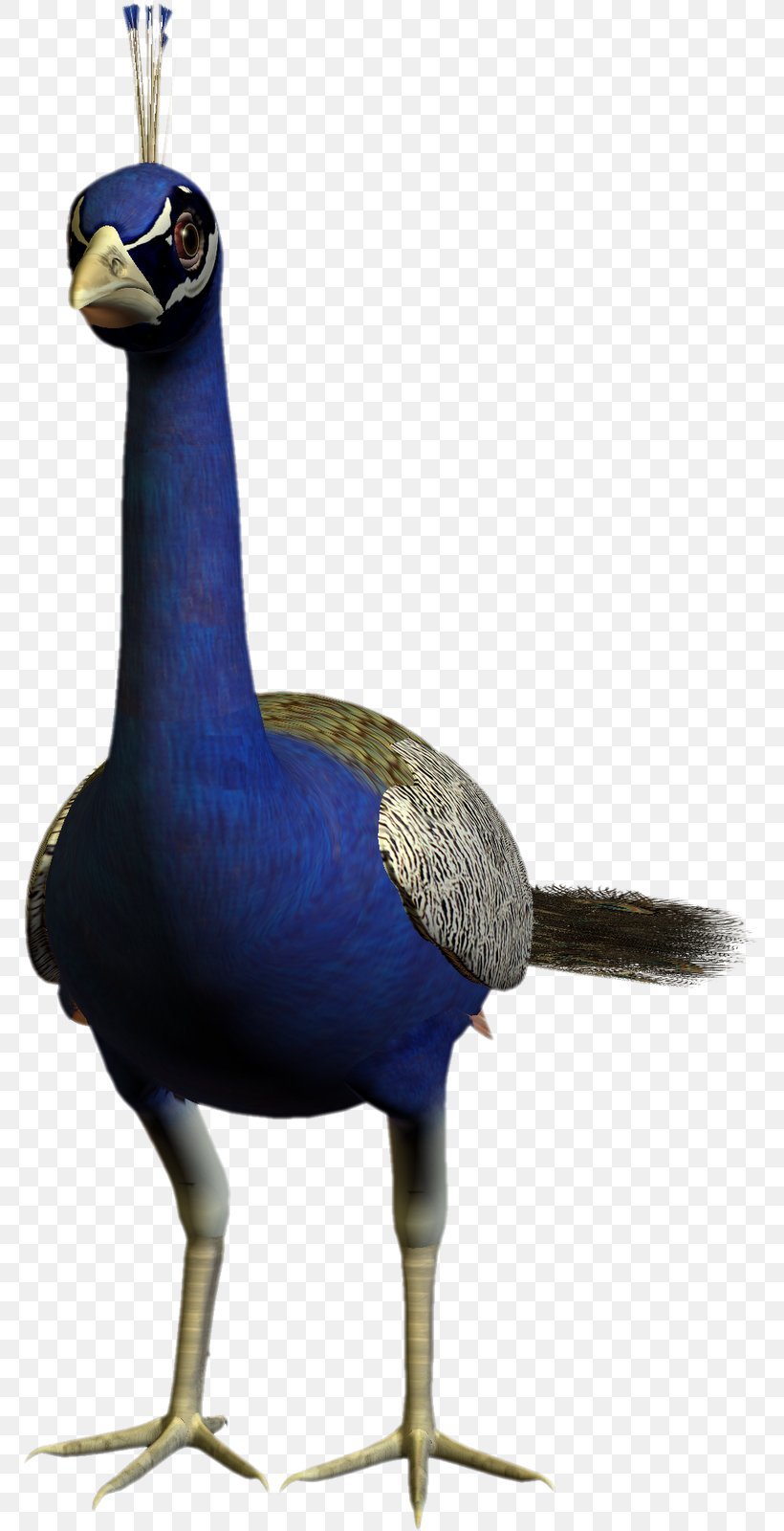 Bird Peafowl Feather Clip Art, PNG, 769x1600px, Bird, Animation, Beak, Cobalt Blue, Digital Scrapbooking Download Free