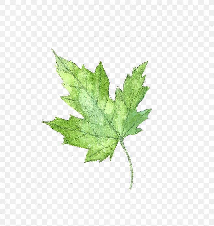 Maple Leaf Watercolor Painting, PNG, 1169x1234px, Maple Leaf, Drawing, Grass, Green, Idea Download Free