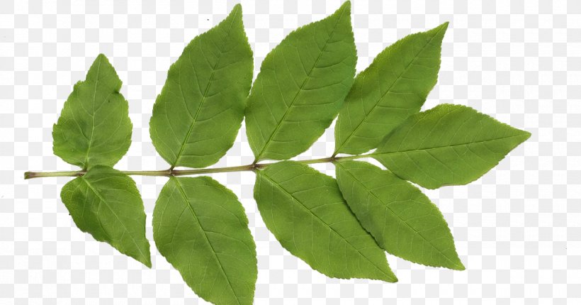 Texture Mapping Leaf Clip Art, PNG, 1200x630px, Texture Mapping, Branch, Image File Formats, Image Resolution, Information Download Free