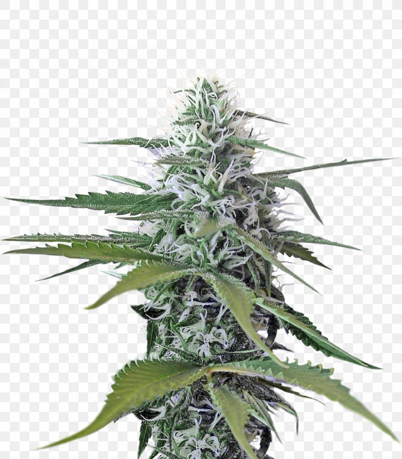 Cannabis, PNG, 1200x1371px, Cannabis Sativa, Cannabaceae, Cannabis, Cannabis Ruderalis, Computer Software Download Free