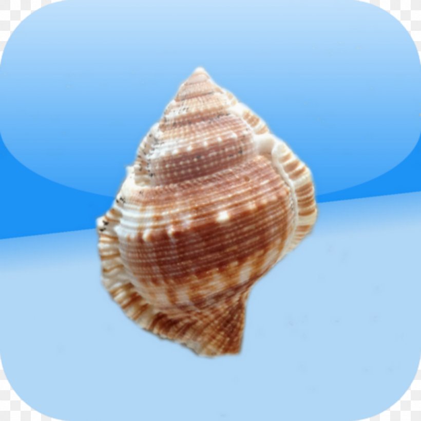 Cockle Conchology Shankha Scallop, PNG, 1024x1024px, Cockle, Clam, Clams Oysters Mussels And Scallops, Conch, Conchology Download Free