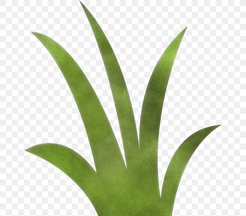 Leaf Flower Terrestrial Plant Plant Houseplant, PNG, 658x722px, Leaf, Flower, Flowerpot, Grass Family, Houseplant Download Free