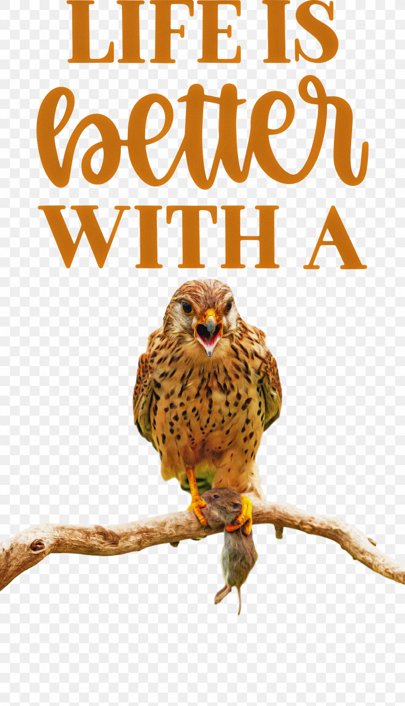 Life Better, PNG, 1723x2999px, Life, Beak, Better, Biology, Bird Of Prey Download Free