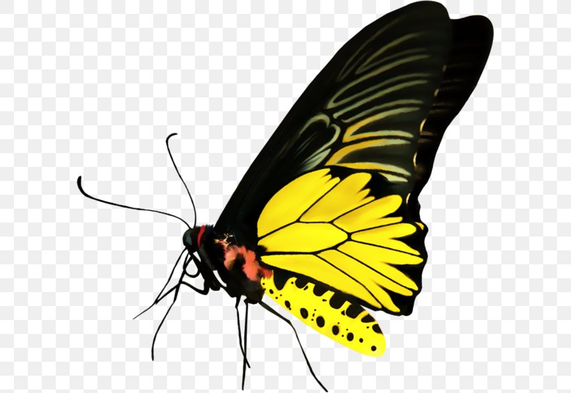 Monarch Butterfly Pieridae Moth Clip Art, PNG, 600x565px, Monarch Butterfly, Animal, Arthropod, Brush Footed Butterfly, Brushfooted Butterflies Download Free