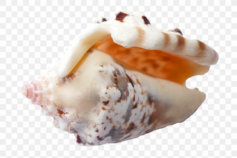 Seashell Beach Scallop, PNG, 1280x853px, Seashell, Beach, Bivalvia, Coast, Conch Download Free