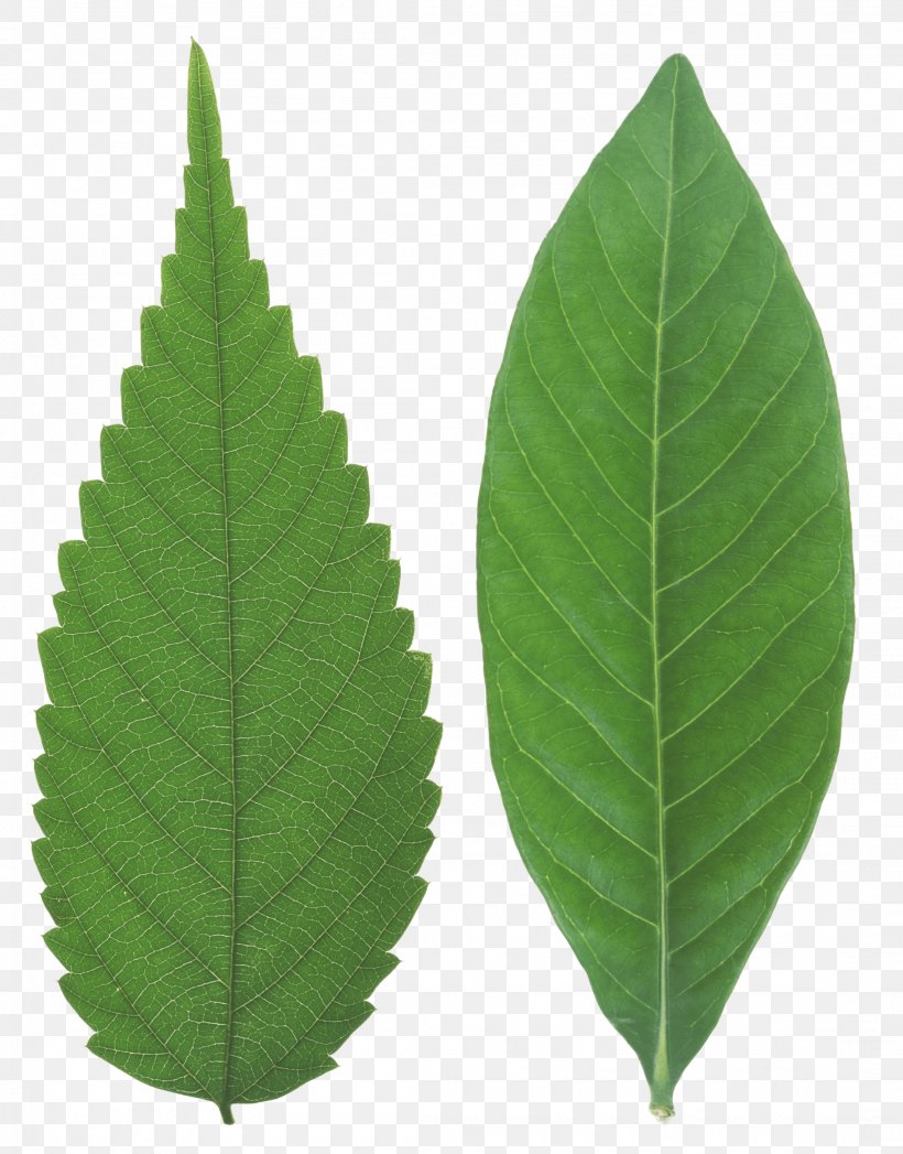 Tea Leaf Green, PNG, 2201x2812px, Leaf, Autumn Leaf Color, Green, Image Resolution, Photography Download Free