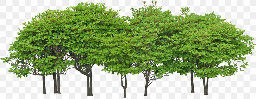 Tree Green Shrub, PNG, 3633x1416px, 3d Computer Graphics, Tree, Branch, Evergreen, Grass Download Free
