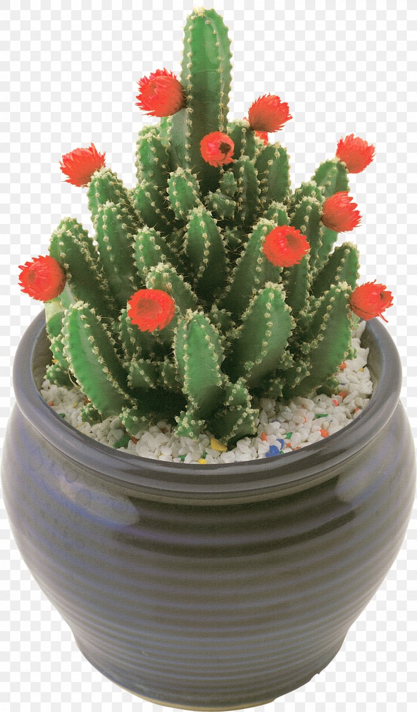 Acanthocereus Tetragonus Flowerpot Prickly Pear Houseplant Hedgehog, PNG, 1465x2500px, Cactaceae, Acanthocereus Tetragonus, Cactus, Caryophyllales, Flower Download Free