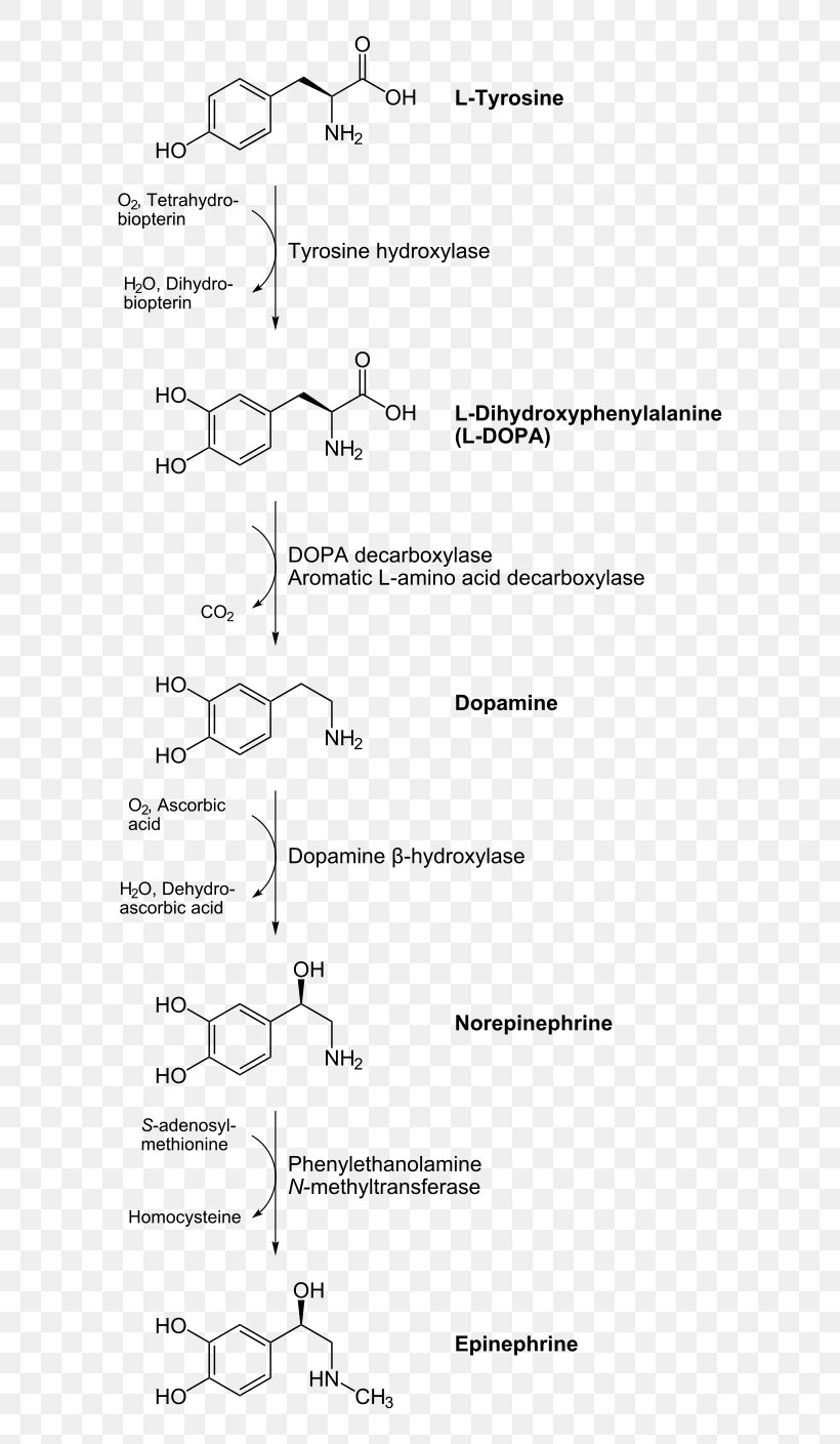 Catecholamine Adrenaline Dopamine Biosynthesis Chemical Synthesis, PNG, 620x1409px, Catecholamine, Adrenaline, Anabolism, Area, Biosynthesis Download Free