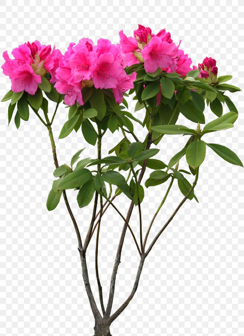 Cut Flowers 中国十大名花 Clip Art, PNG, 905x1245px, Flower, Azalea, Cut Flowers, Flower Garden, Flowering Plant Download Free