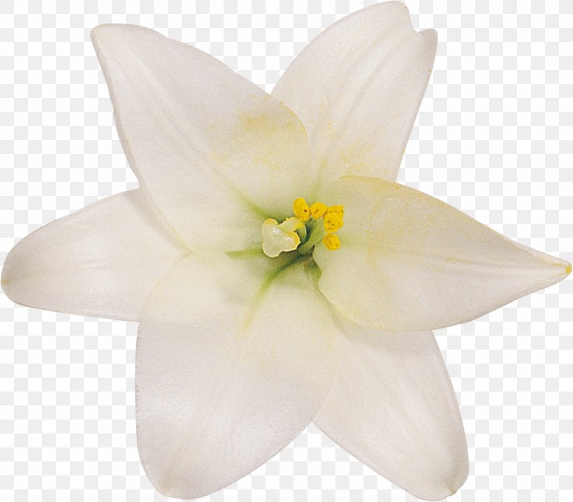 Cut Flowers Petal Lily M, PNG, 933x817px, Cut Flowers, Flower, Flowering Plant, Lily, Lily Family Download Free