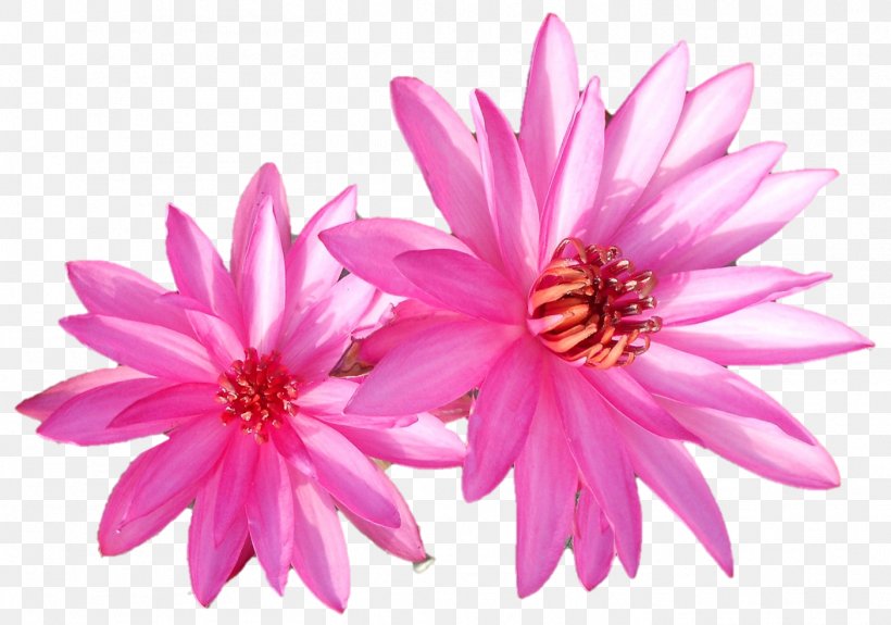 Dahlia Annual Plant Chrysanthemum Herbaceous Plant Pink M, PNG, 1404x985px, Dahlia, Annual Plant, Chrysanthemum, Chrysanths, Daisy Family Download Free