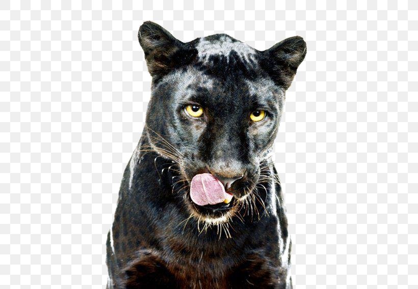 Leopard Jaguar Black Panther Cat Dog, PNG, 500x568px, Leopard, Animal, Big Cat, Big Cats, Black Cat Download Free