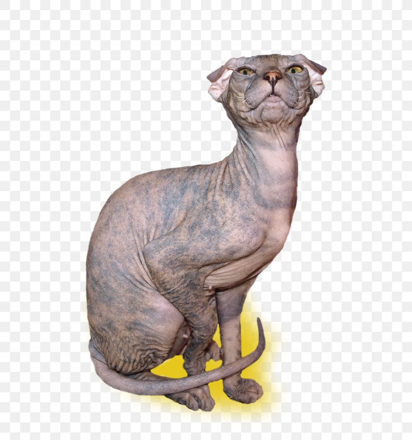 Sphynx Cat Donskoy Ukrainian Levkoy Whiskers Snout, PNG, 500x875px, Sphynx Cat, Carnivoran, Cat, Cat Like Mammal, Donskoy Download Free