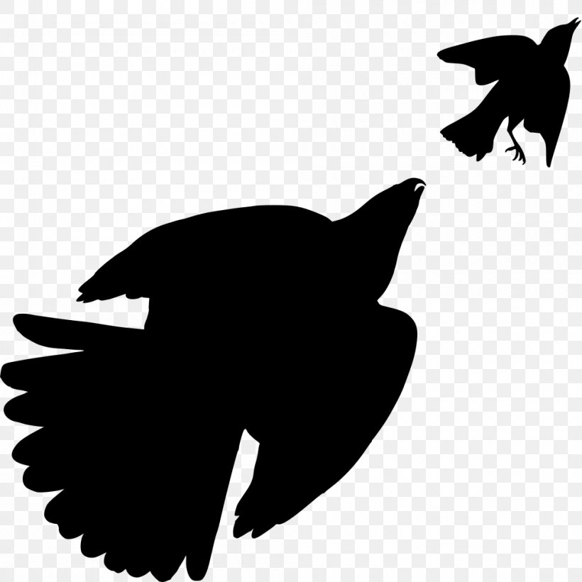 The Birds Of America Hawk Blue Jay Drawing, PNG, 1000x1000px, Bird, Beak, Bird Of Prey, Birdandflower Painting, Birds Of America Download Free