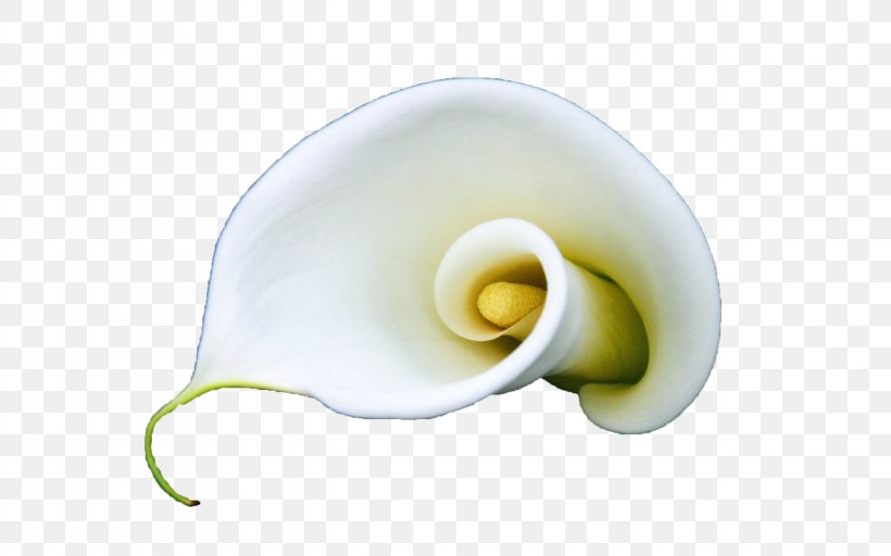 Arum-lily Flower White Lilium, PNG, 2560x1600px, Arumlily, Calla Lily, Designer, Flower, Gratis Download Free