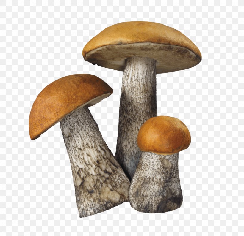 Edible Mushroom Fungus Common Mushroom, PNG, 1031x1000px, Mushroom, Amanita Muscaria, Aspen Mushroom, Chanterelle, Common Mushroom Download Free