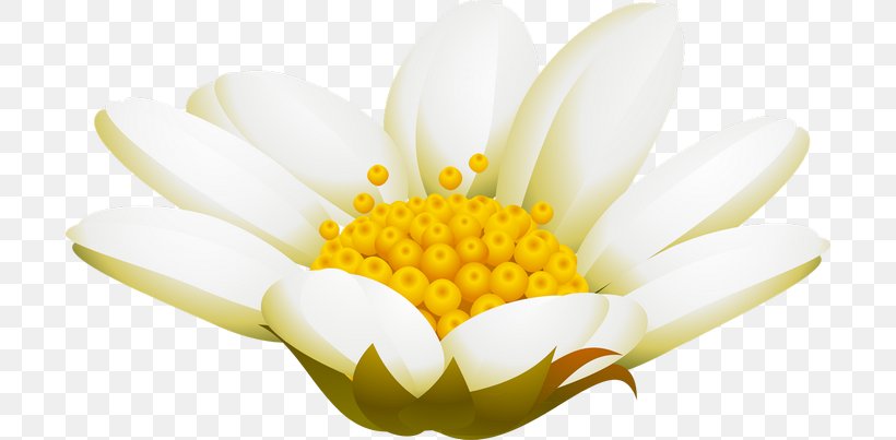 Advertising Chrysanthemum Pollen February, PNG, 700x403px, 2017, Advertising, Chrysanthemum, Chrysanths, Daisy Download Free