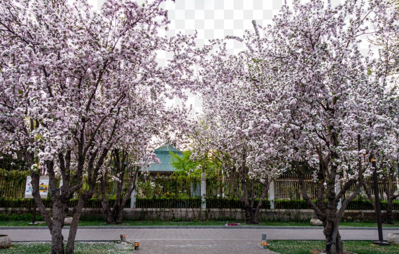 Beihai Park Gratis, PNG, 1024x652px, Beihai Park, Beijing, Blossom, Branch, Campus Download Free