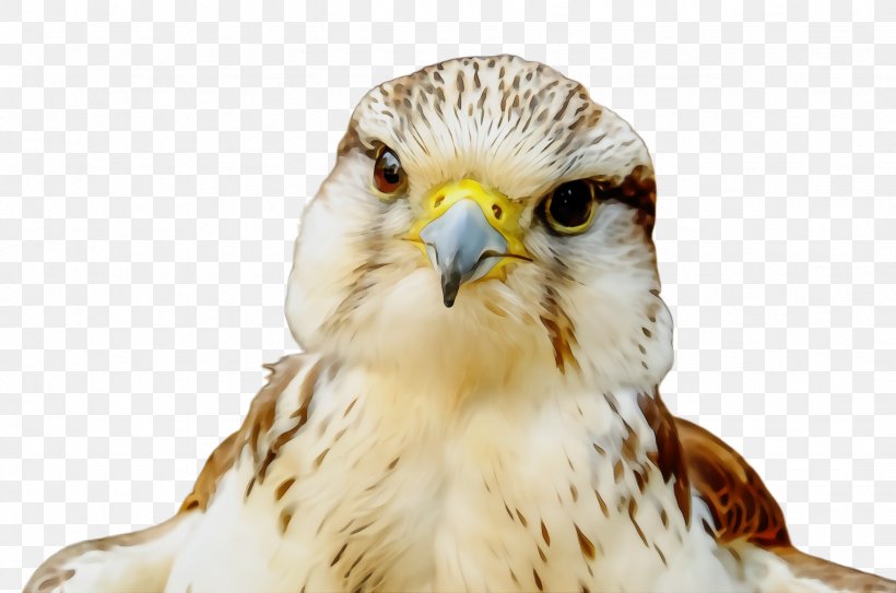 Bird Beak Bird Of Prey Peregrine Falcon Falcon, PNG, 2456x1628px, Watercolor, Beak, Bird, Bird Of Prey, Buzzard Download Free