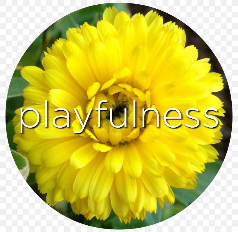 Cut Flowers Marigolds Floristry Petal, PNG, 800x800px, Flower, Alchemy, Anniversary, Calendula, Chrysanthemum Download Free