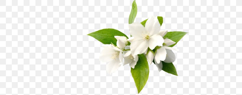 Fragrance Oil Perfume Ittar Arabian Jasmine, PNG, 488x324px, Fragrance Oil, Arabian Jasmine, Aroma Compound, Cananga Odorata, Candle Download Free