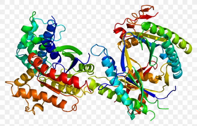 GNAS Complex Locus Gene Adenylyl Cyclase Human Genome Gs Alpha Subunit, PNG, 1005x648px, Gnas Complex Locus, Adenylyl Cyclase, Art, Body Jewelry, Fibrous Dysplasia Of Bone Download Free