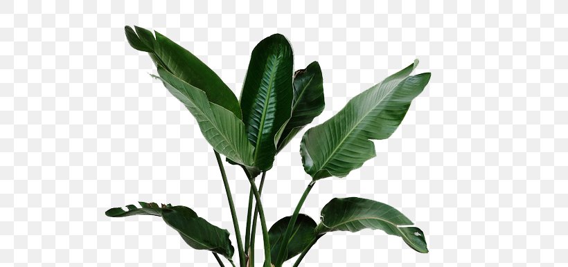 Leaf Garden Plant Watering Can Irrigation, PNG, 658x386px, Leaf, Aquatic Plant, Drip Irrigation, Flower, Flower Garden Download Free