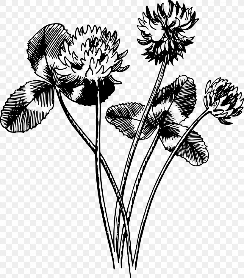 Drawing Black And White Four-leaf Clover Art, PNG, 2106x2400px, Drawing, Anemone, Art, Black And White, Clover Download Free