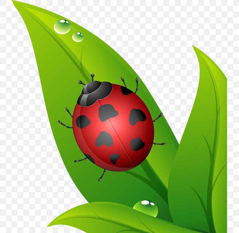 Cartoon Plant Illustration, PNG, 739x800px, Cartoon, Animation, Art, Ball, Beetle Download Free