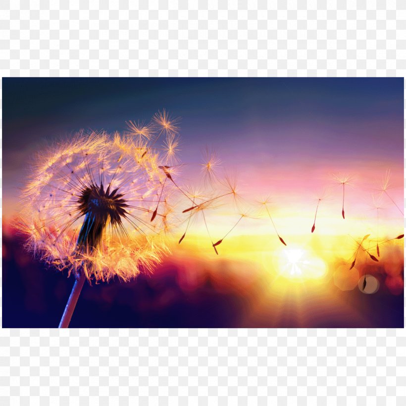 Dandelion Coffee Stock Photography Common Dandelion, PNG, 1200x1200px, Dandelion Coffee, Atmosphere, Calm, Can Stock Photo, Child Download Free