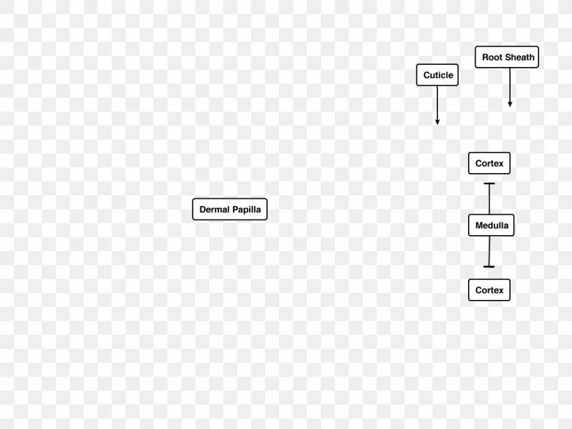 Document Line Angle, PNG, 1024x768px, Document, Area, Brand, Design M, Diagram Download Free