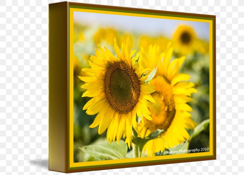 Gallery Wrap Picture Frames Canvas Art Sunflower M, PNG, 650x590px, Gallery Wrap, Art, Bokeh, Canvas, Daisy Family Download Free
