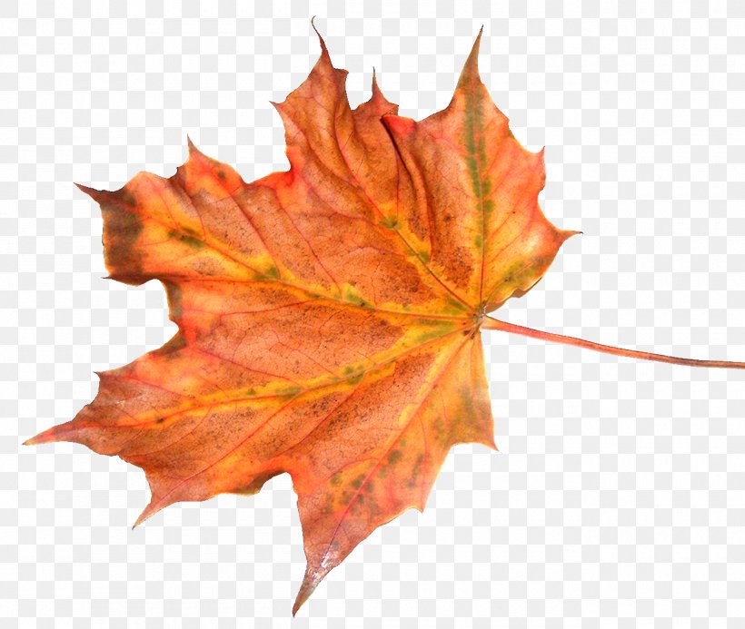 Leaf Autumn Tree Feuille Morte, PNG, 1300x1100px, Leaf, Autumn, Autumn Leaf Color, Deciduous, Feuille Morte Download Free
