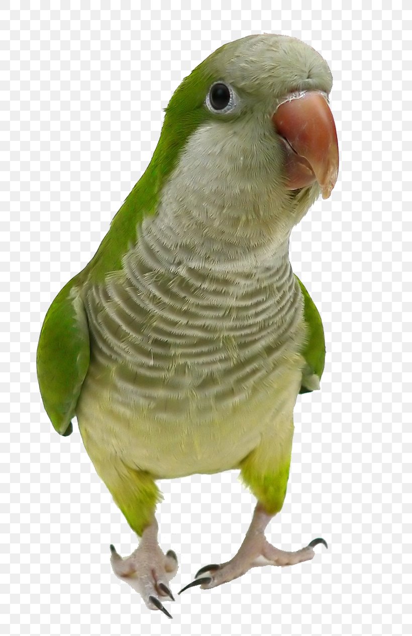Monk Parakeet Parrot Bird Cockatiel Pet, PNG, 762x1264px, Monk Parakeet, Animal, Beak, Bird, Bird Nest Download Free