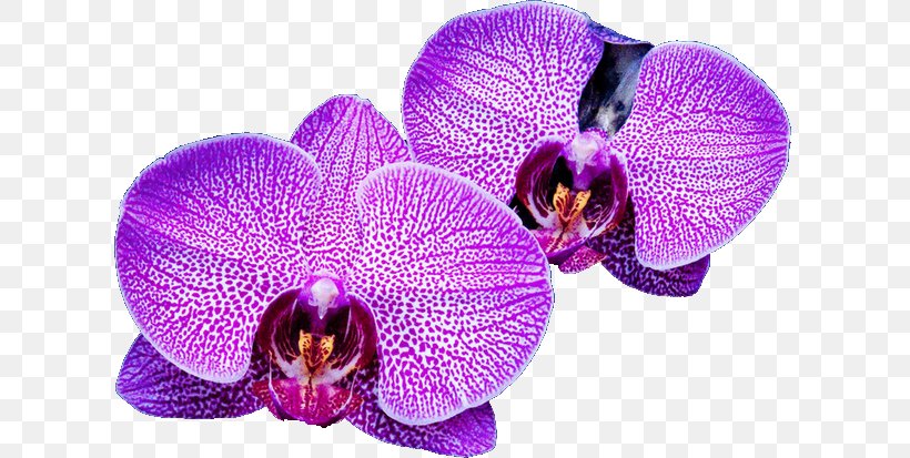 Moth Orchids Violet Family, PNG, 613x413px, Moth Orchids, Family, Flower, Flowering Plant, Lilac Download Free