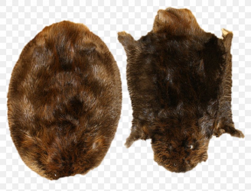 North American Beaver Muskrat Fur Rodent Biberfell, PNG, 960x732px, North American Beaver, Animal, Beaver, Biberfell, Fur Download Free