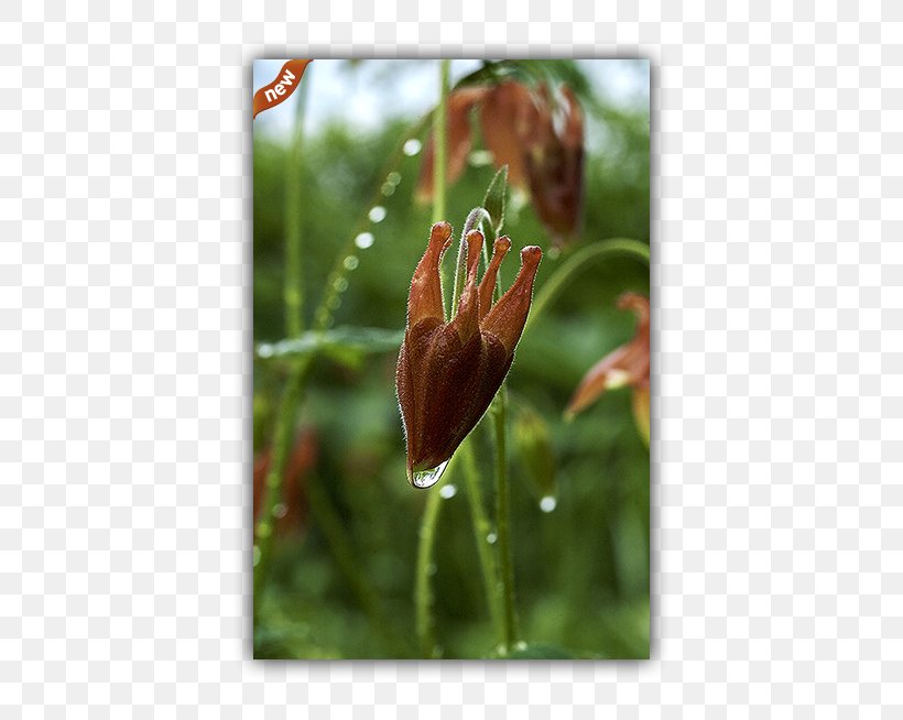 Tulip Fritillaries Petal Plant Stem Wildflower, PNG, 432x654px, Tulip, Bud, Flora, Flower, Fritillaria Download Free