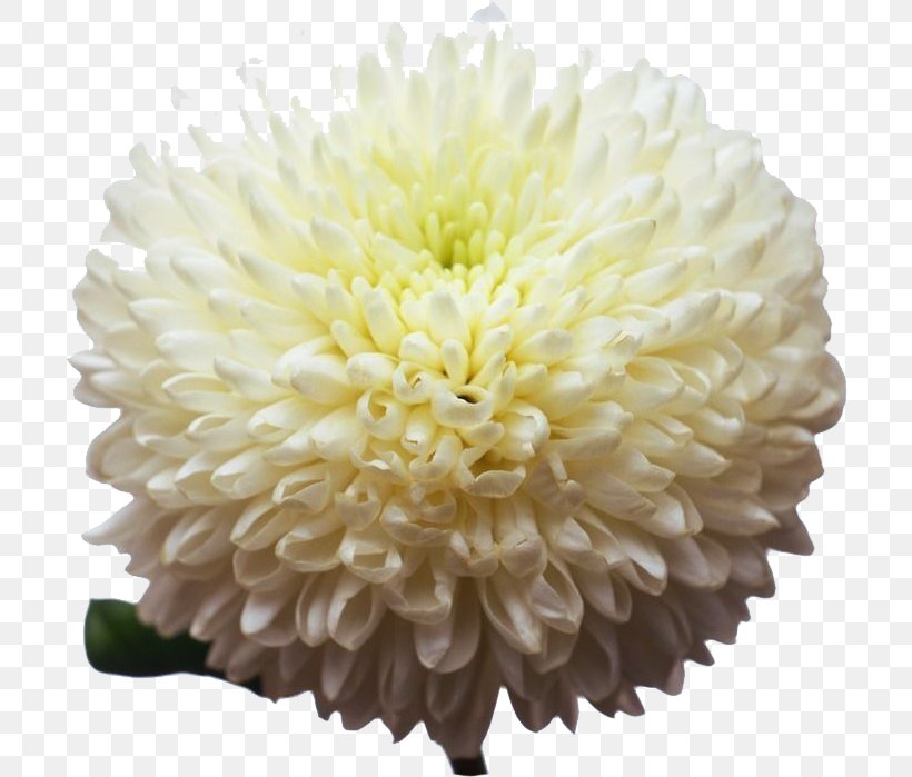 Warsaw Hermes Bloemen Chrysanthemum, PNG, 704x699px, Warsaw, Chrysanthemum, Chrysanths, Client, Cut Flowers Download Free