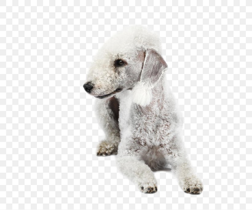 Wire Hair Fox Terrier Puppy Dog Breed Companion Dog, PNG, 616x681px, Wire Hair Fox Terrier, Breed, Carnivoran, Companion Dog, Dog Download Free