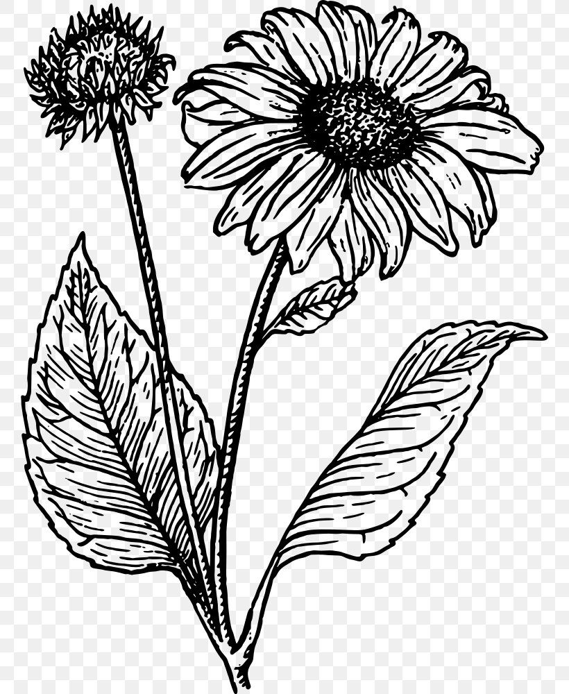 Common Sunflower Line Art Drawing Clip Art, PNG, 760x1000px, Common Sunflower, Area, Artwork, Black And White, Cartoon Download Free