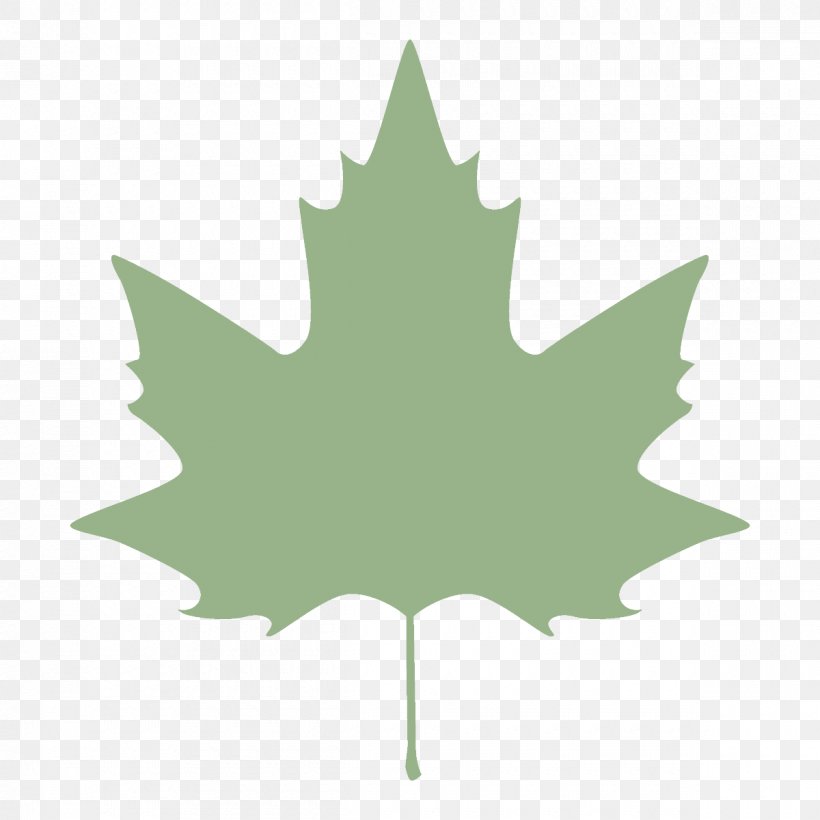 Maple Leaf, PNG, 1200x1200px, Leaf, Black Maple, Green, Holly, Maple Leaf Download Free