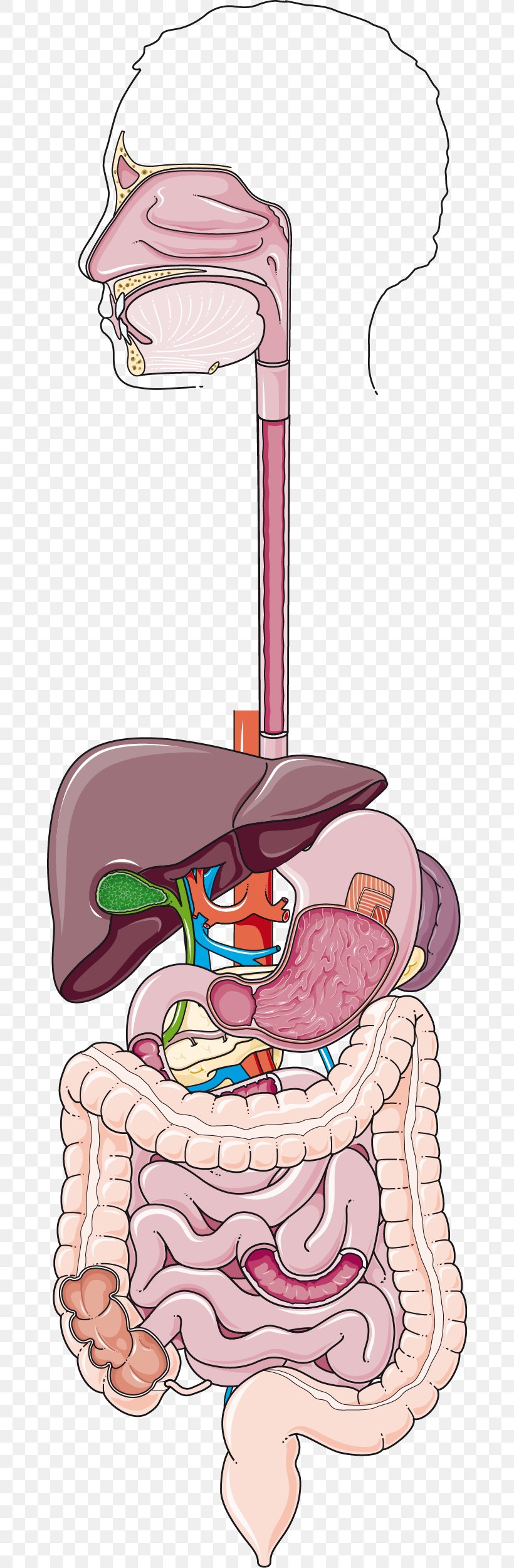Gastroenterology Human Digestive System Colon Crohn's Disease Servier Medical, PNG, 670x2500px, Watercolor, Cartoon, Flower, Frame, Heart Download Free