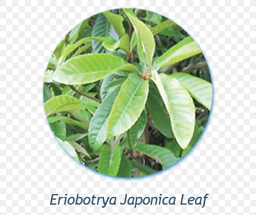 Loquat Extract Hair Loss Japan, PNG, 688x688px, Loquat, Capelli, Cosmetics, Eriobotrya, Extract Download Free